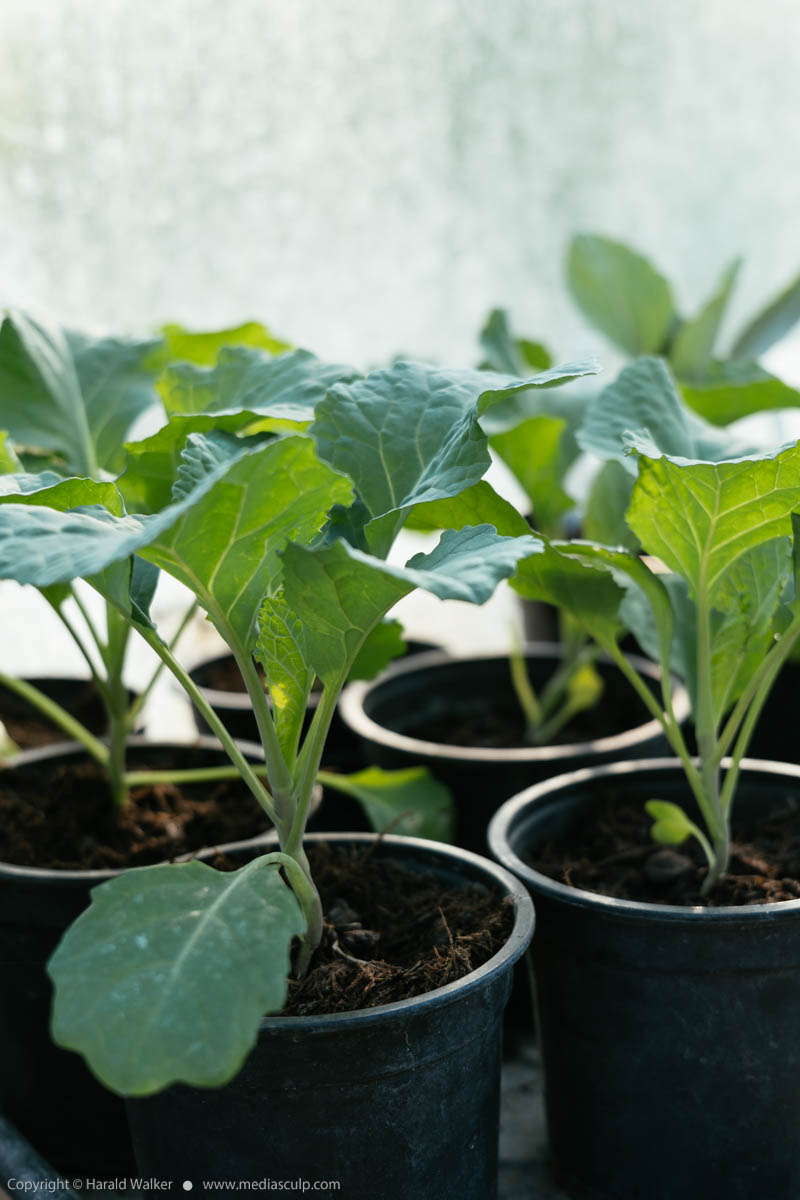 Stock photo of Savoy cabbage seedlings
