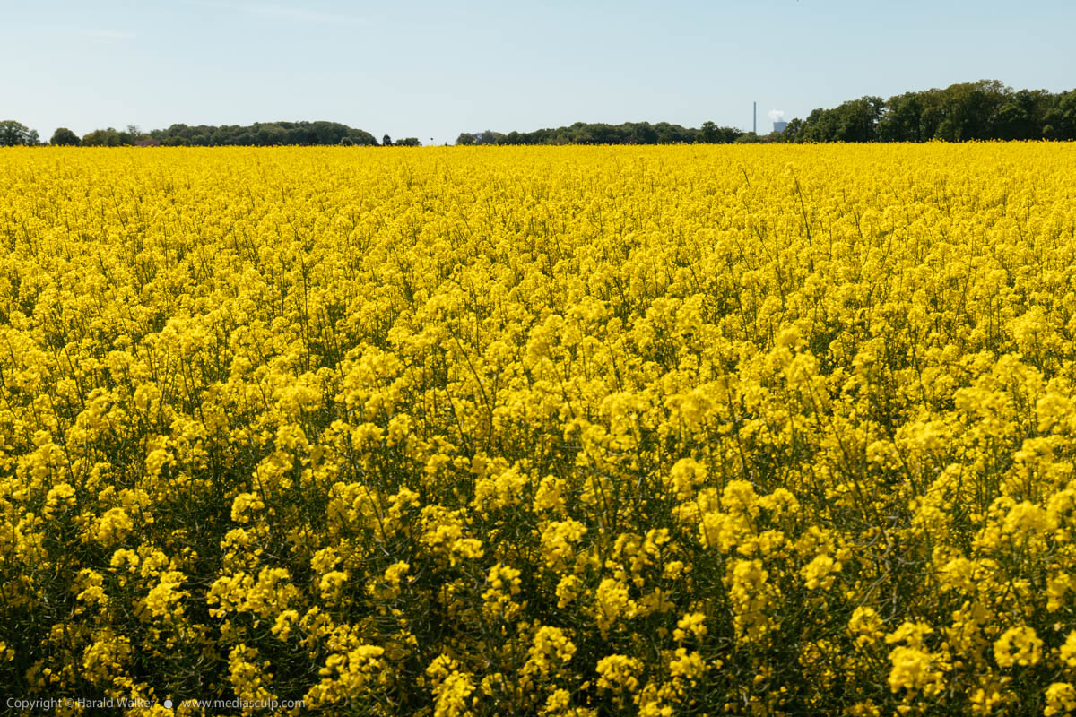 Stock photo of Rapeseed field