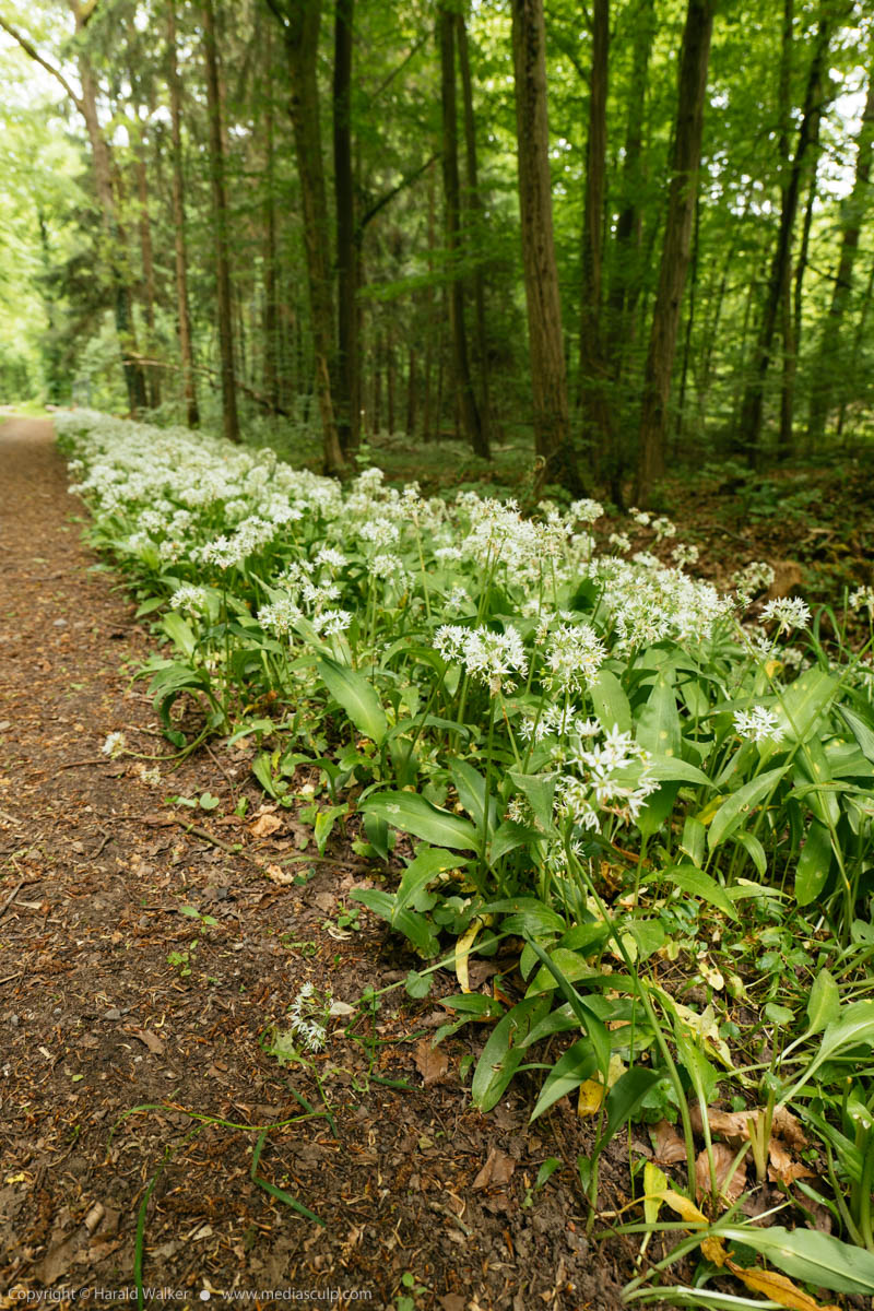Stock photo of Wild garlic in forest