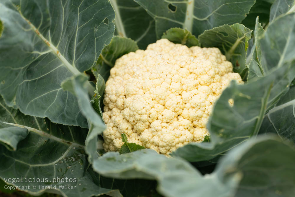 Stock photo of Cauliflower