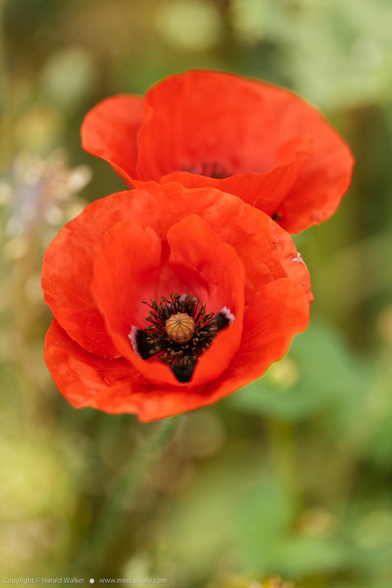 Stock photo of Red poppies