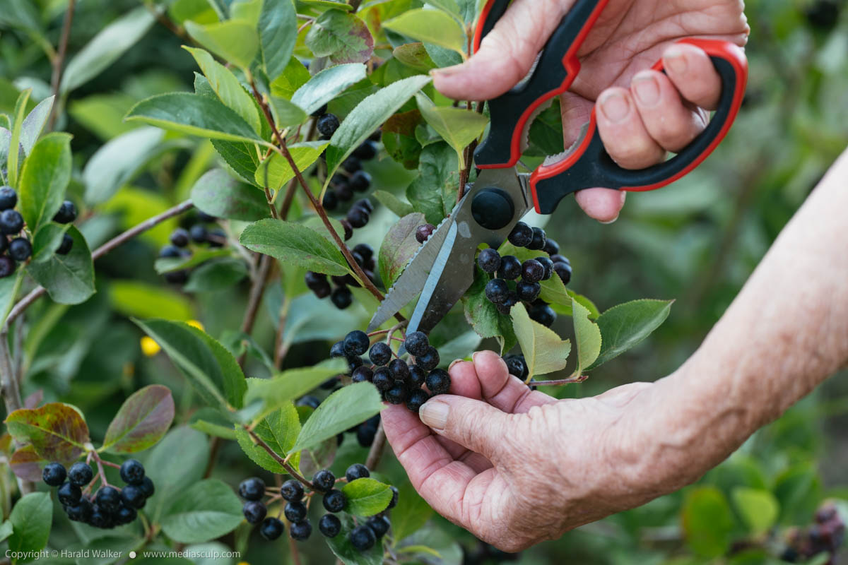 Stock photo of Harvesting aronia berries