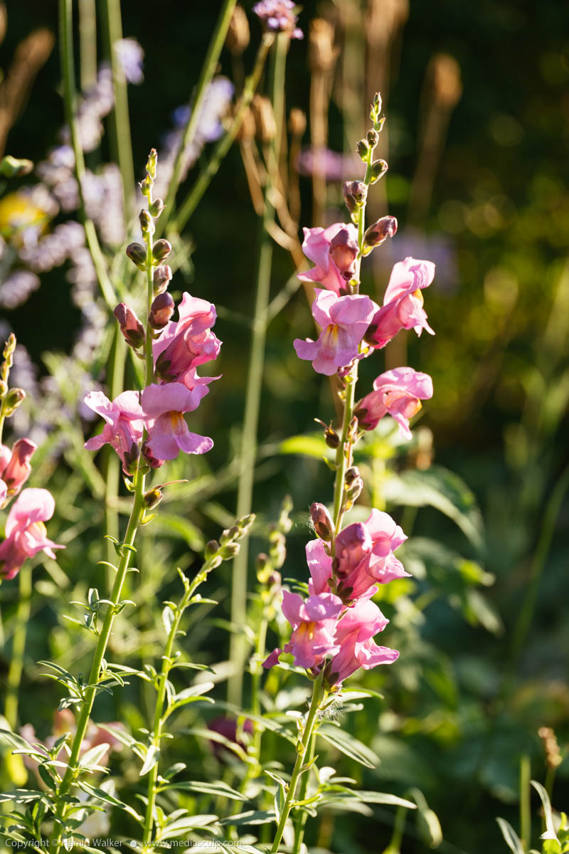 Stock photo of Rocket Orchid Snapdragon