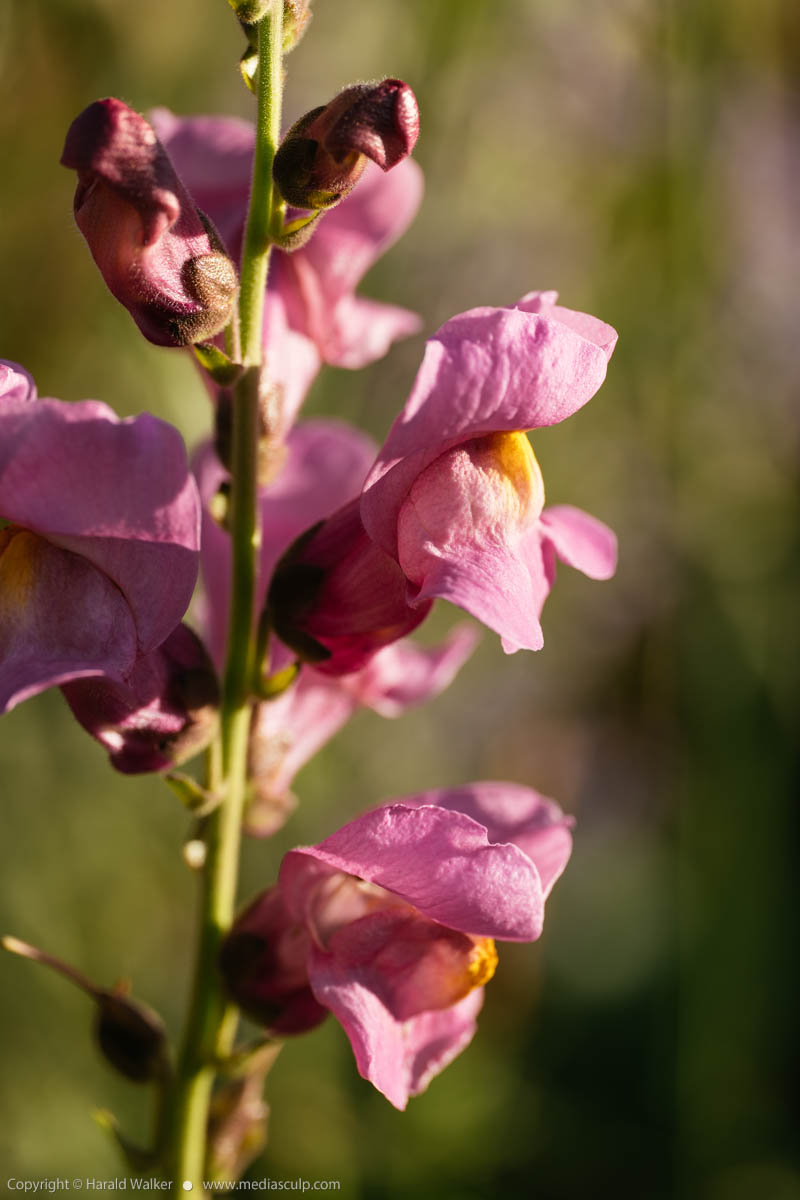 Stock photo of Rocket Orchid Snapdragon