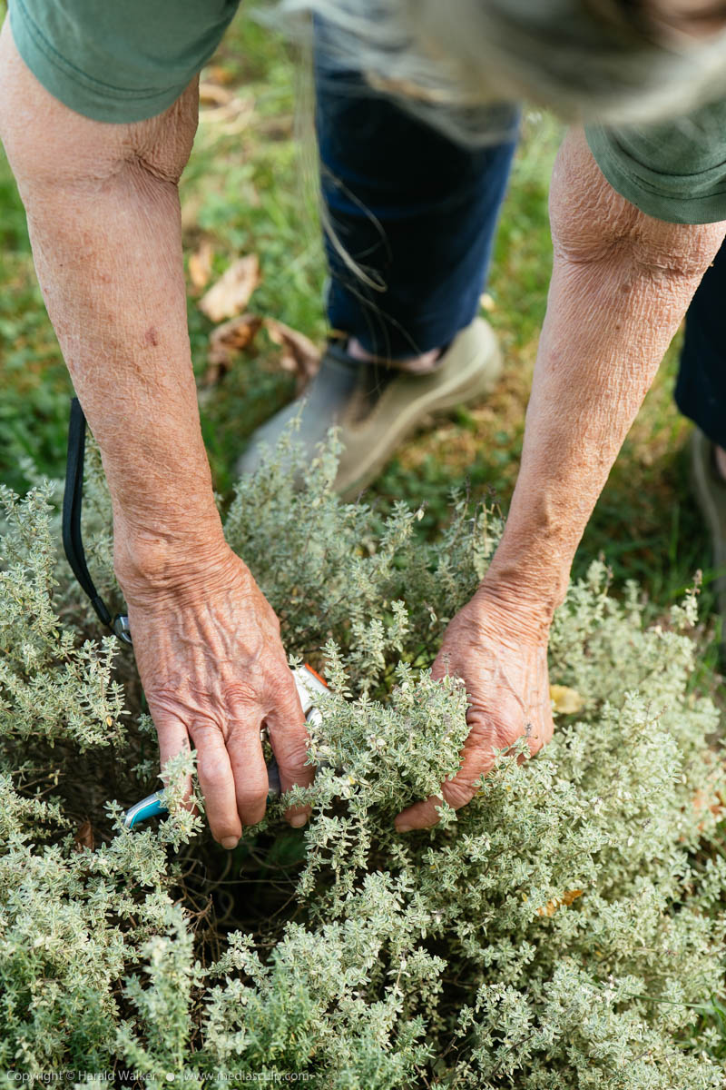 Stock photo of Harvesting thyme