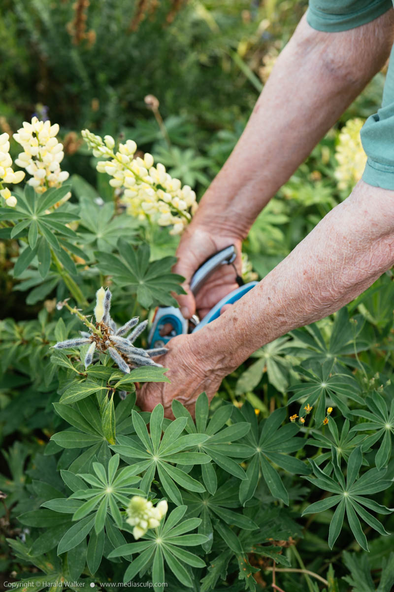 Stock photo of Collecting lupin seeds
