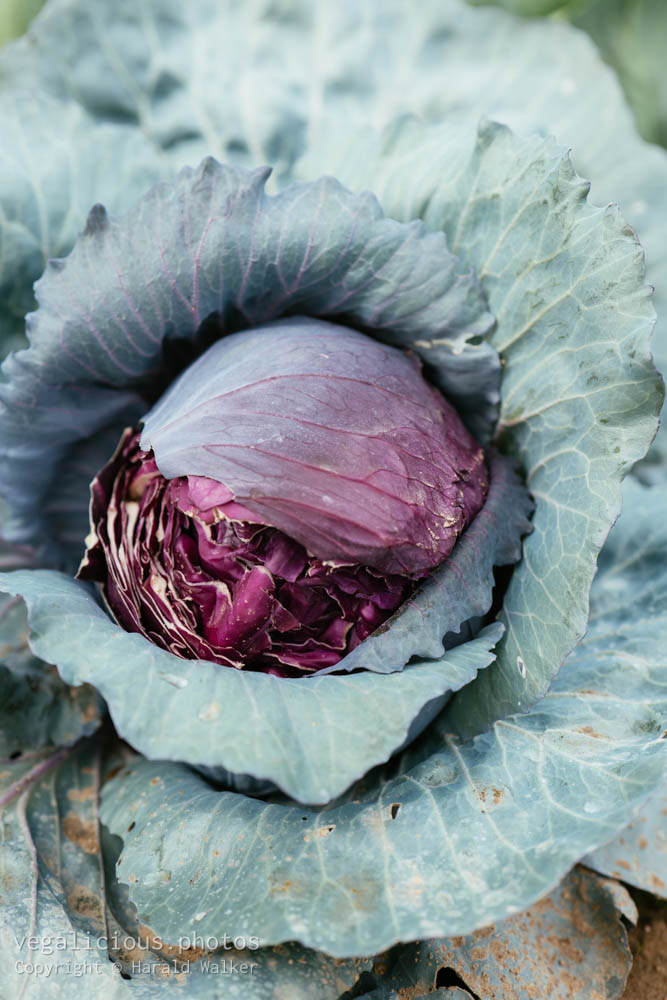 Stock photo of Red cabbage with split head