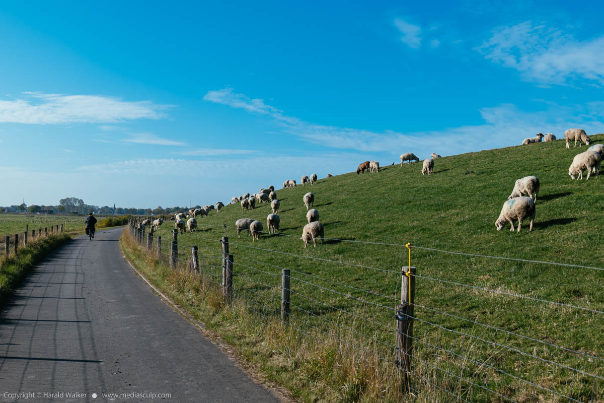 Stock photo of Passing sheep on levee