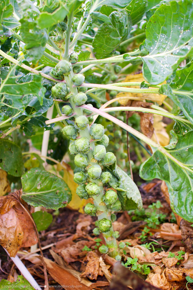 Stock photo of Brussels sprouts plant