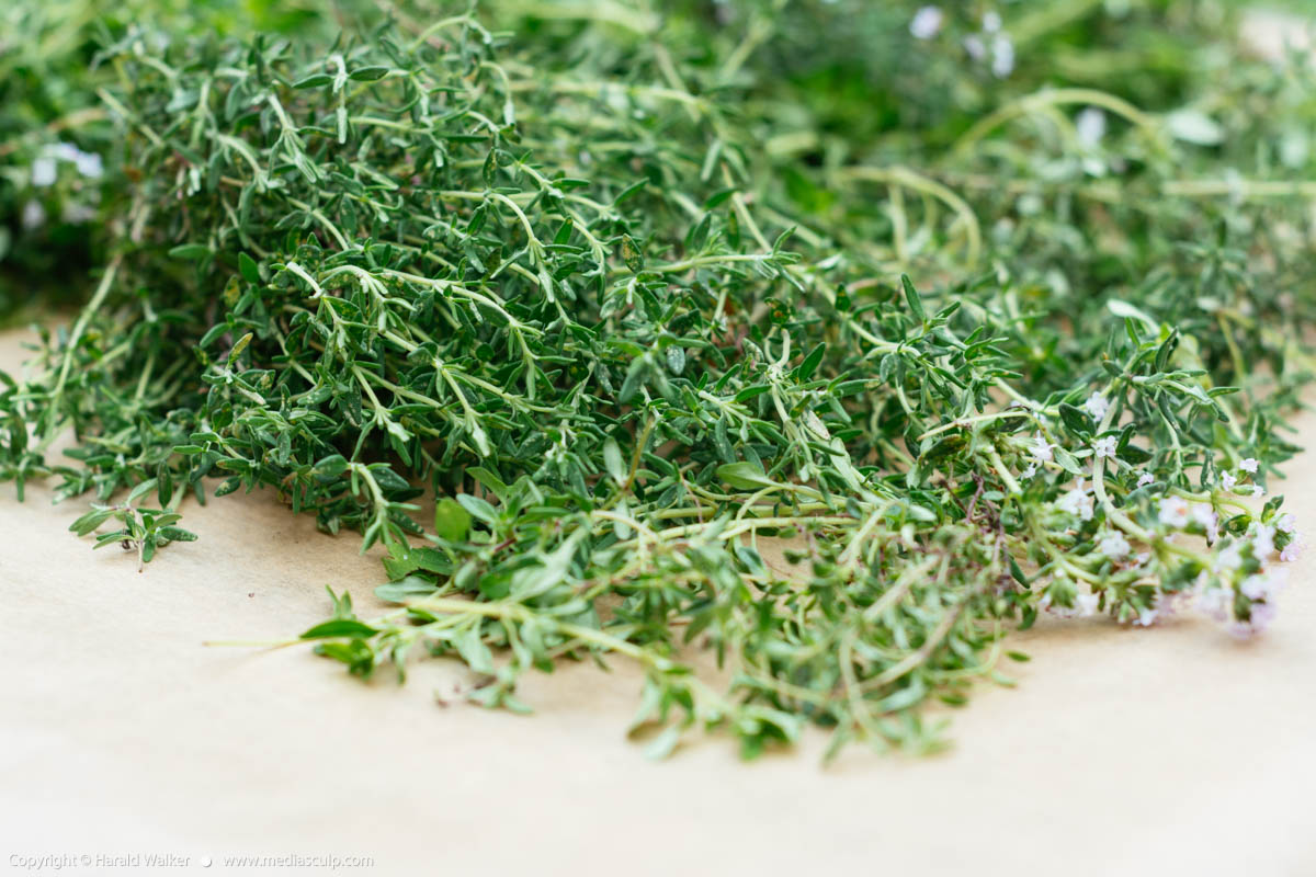 Stock photo of Drying thyme