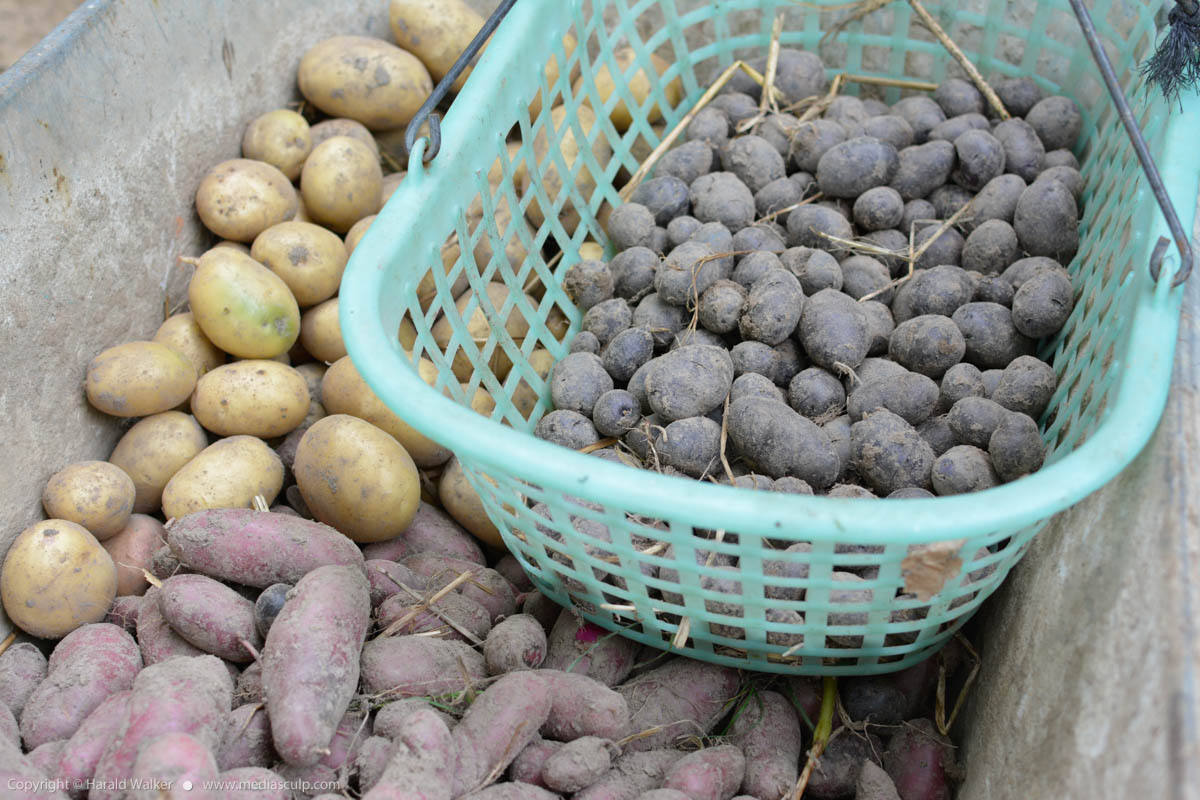 Stock photo of Potato harvest