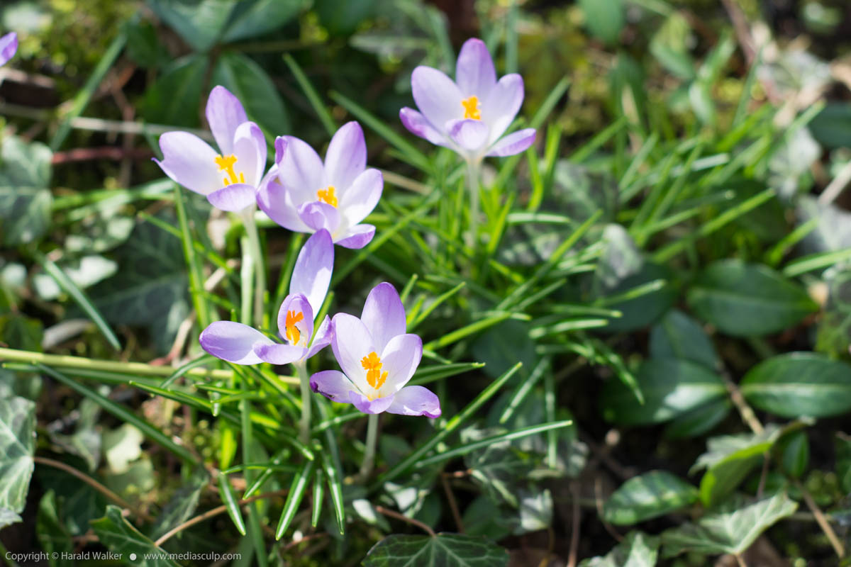 Stock photo of Crocuses blooming on March