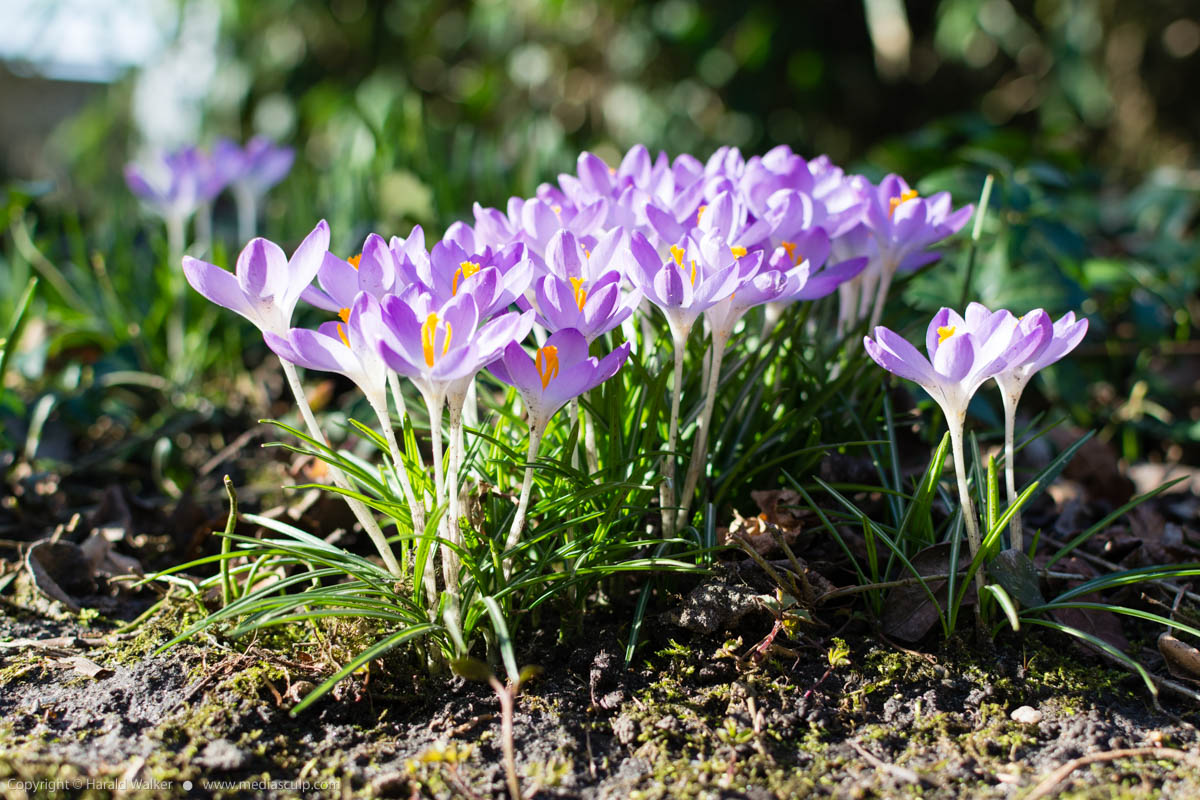 Stock photo of Crocuses blooming on March