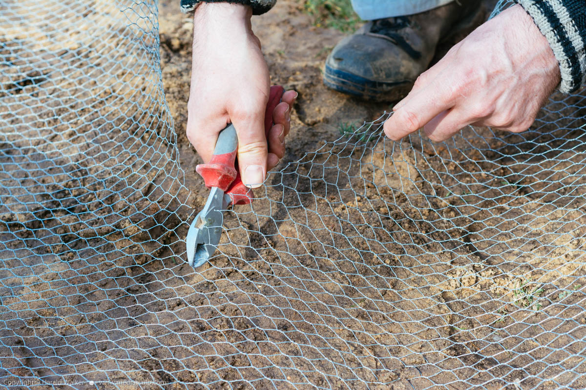 Stock photo of Cutting a chicken wire