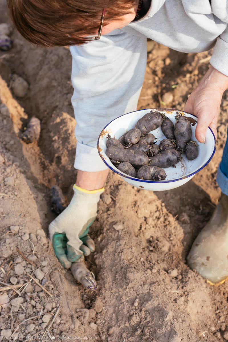 Stock photo of Planting purple potatoes