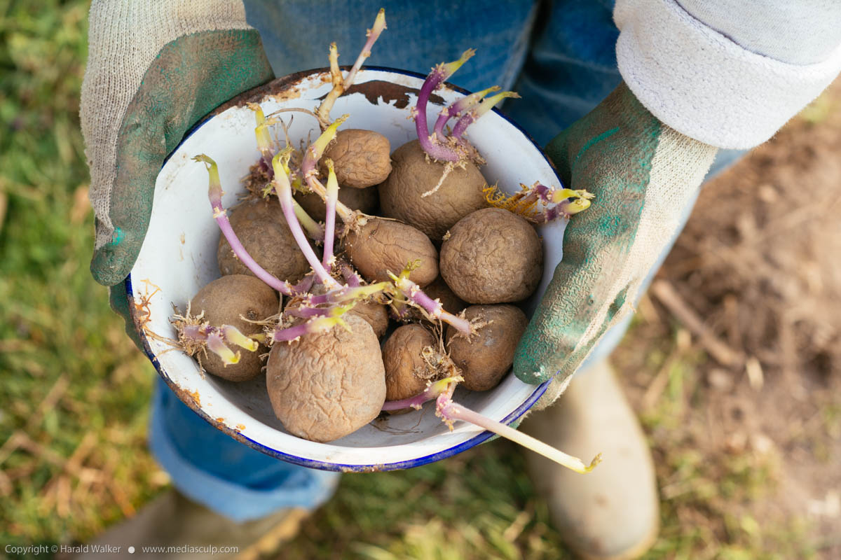 Stock photo of Yukon Gold potatoes