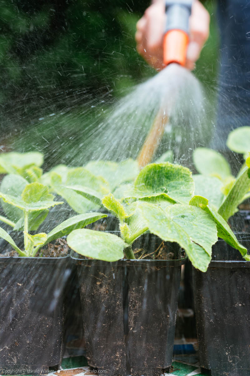 Stock photo of Watering squash seedlings