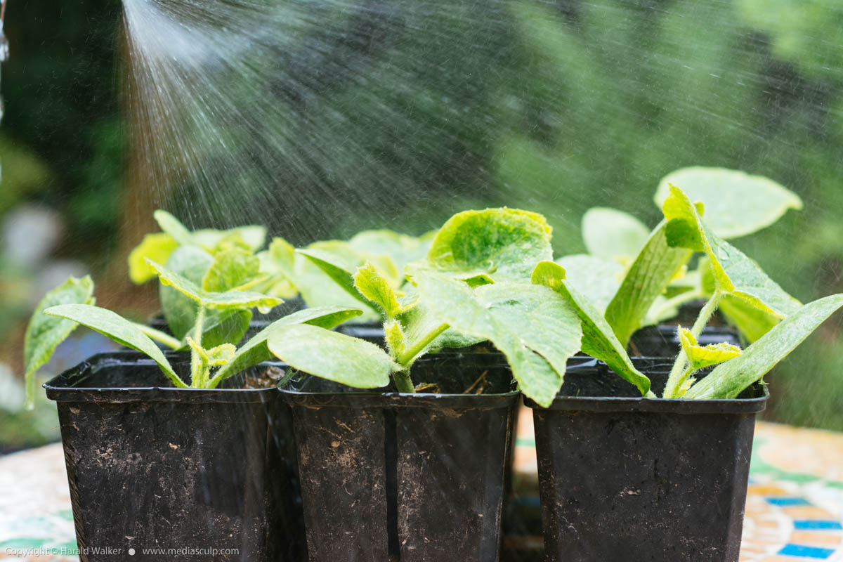 Stock photo of Squash seedlings being watered