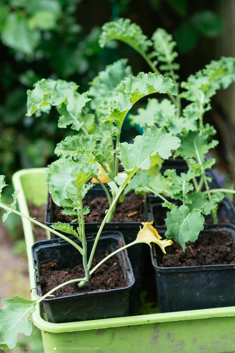 Stock photo of Kale seedlings