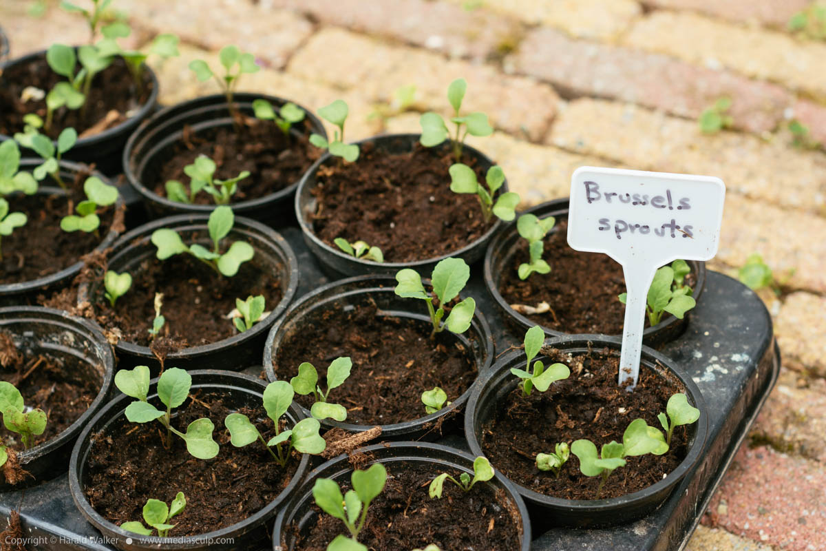 Stock photo of Brussels sprout seedlings