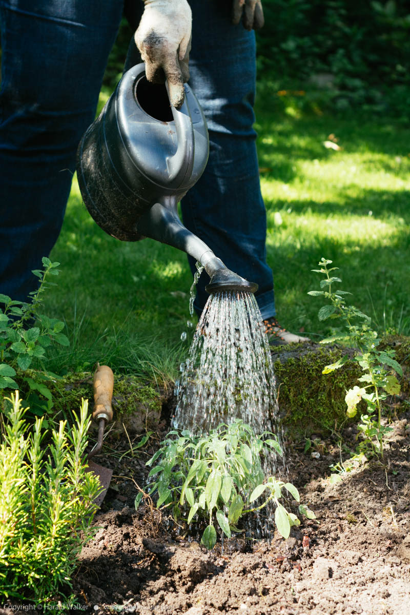 Stock photo of Watering sage
