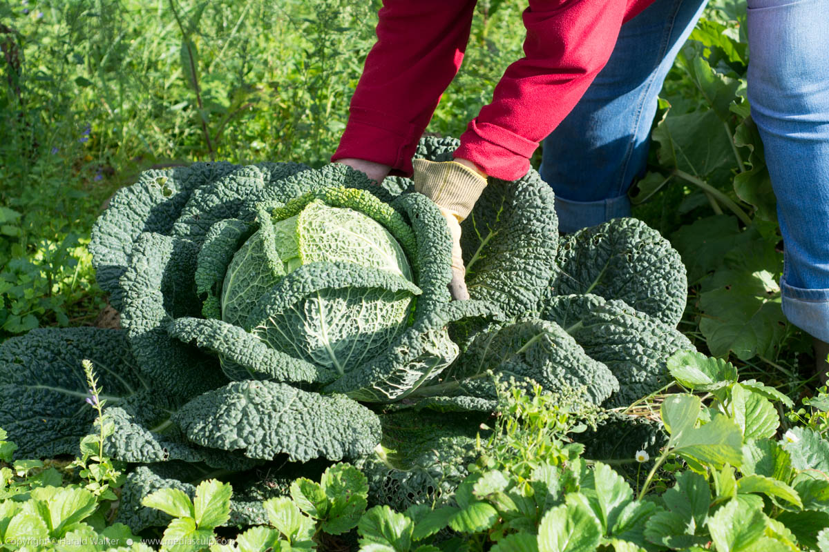 Stock photo of Harvesting savoy cabbage
