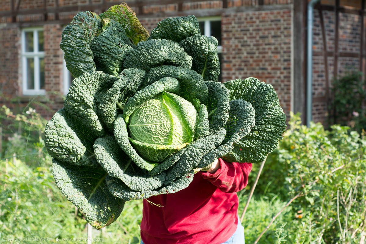 Stock photo of Large savoy cabbage