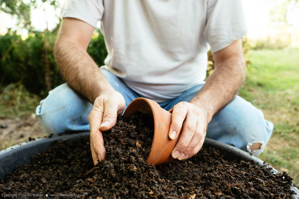 Stock photo of Filling a pot with compost