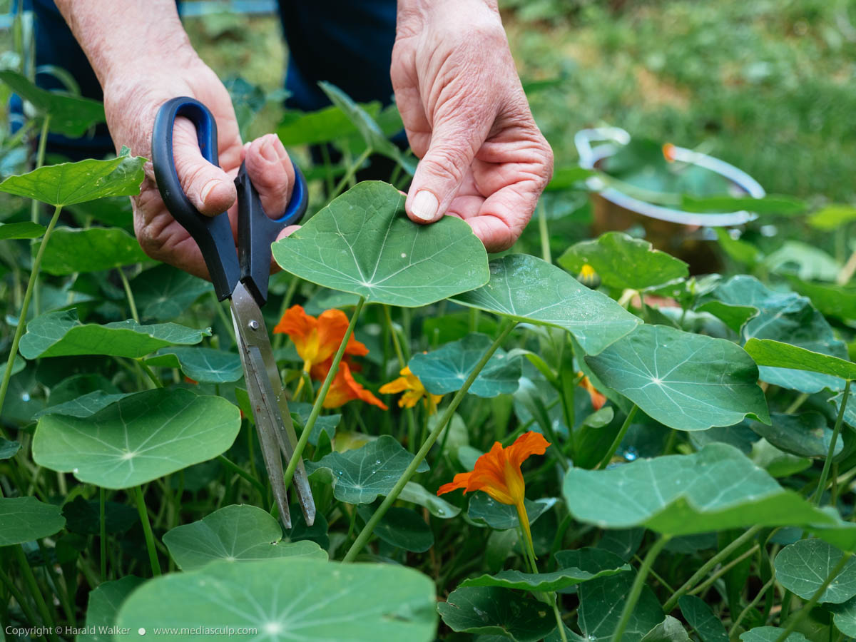 Stock photo of Harvesting Nasturtium Leaves and flowers