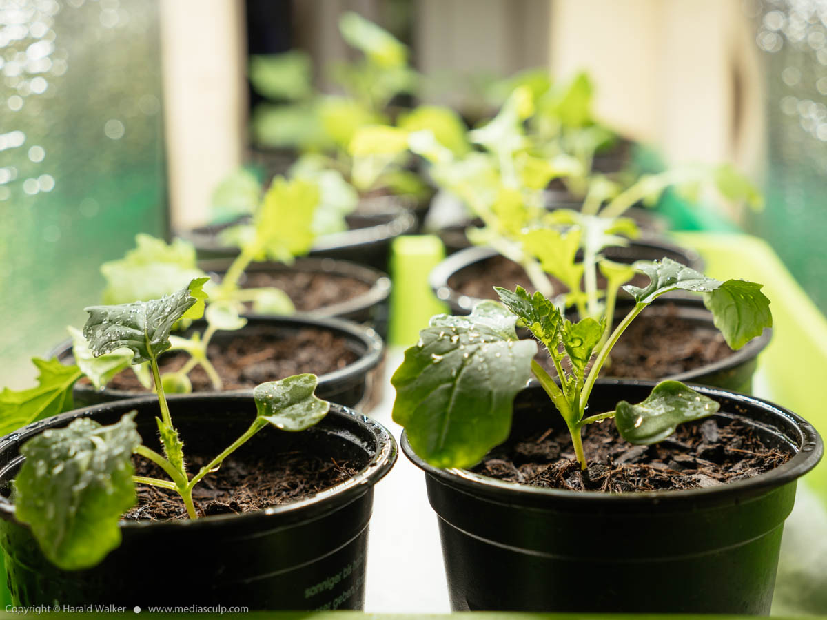 Stock photo of Namenia and Siberian kale seedlings