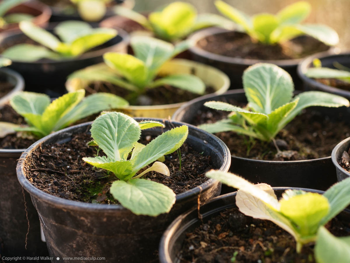 Stock photo of China cabbage seedlings