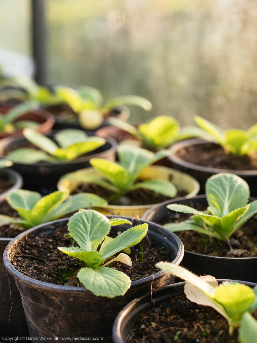 Stock photo of China cabbage seedlings