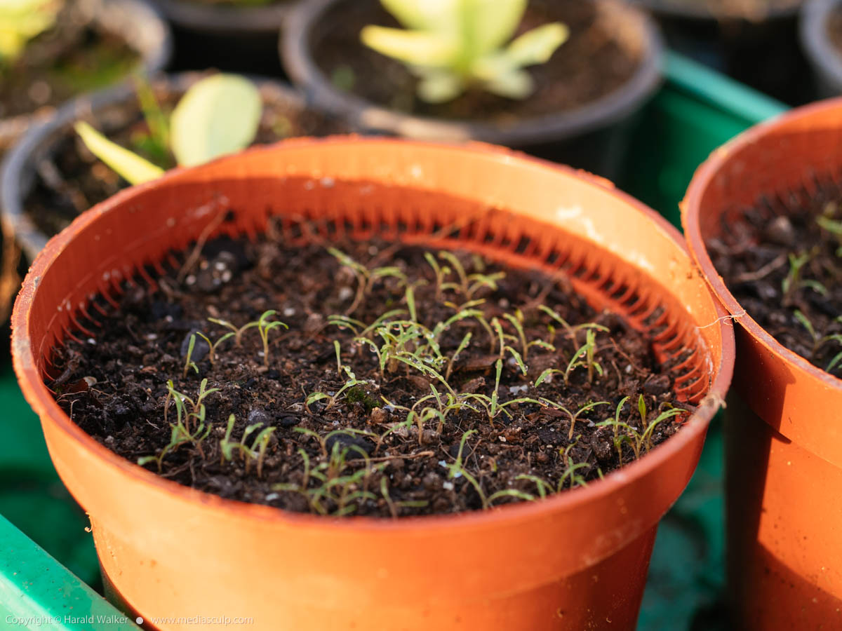 Stock photo of Winter purslane seedlings