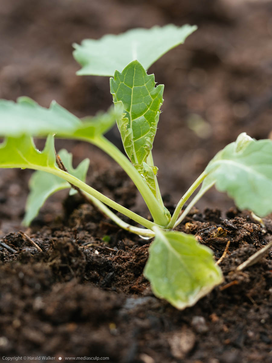 Stock photo of Siberian Kale seedling