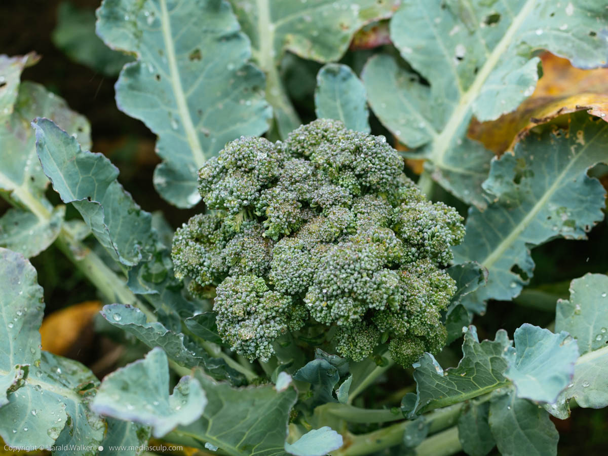 Stock photo of Fresh Broccoli