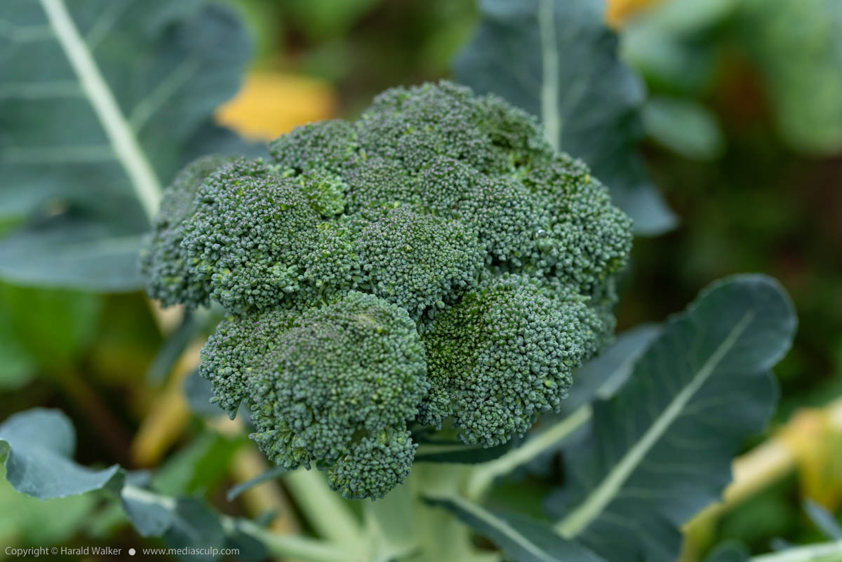 Stock photo of Broccoli plant