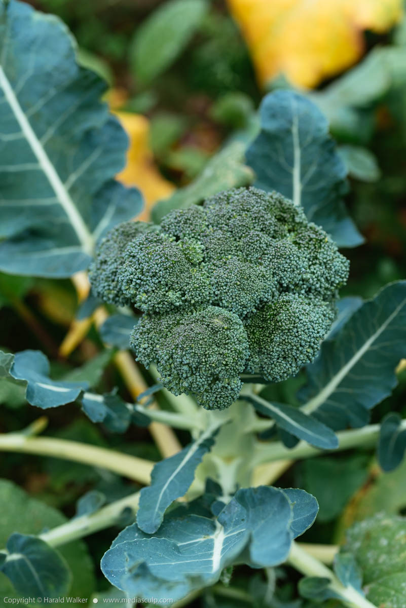 Stock photo of Broccoli plant