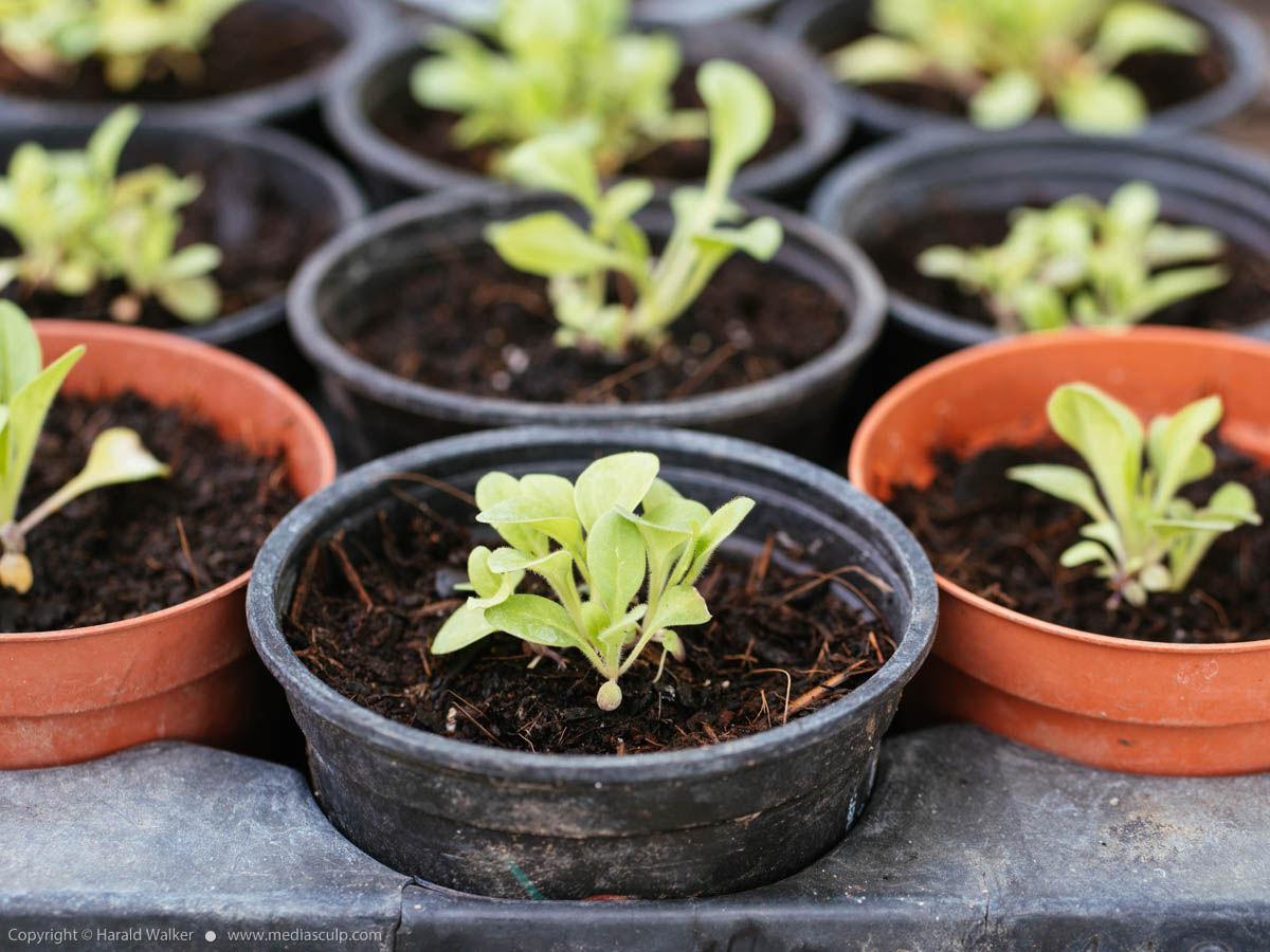 Stock photo of Petunia seedlings