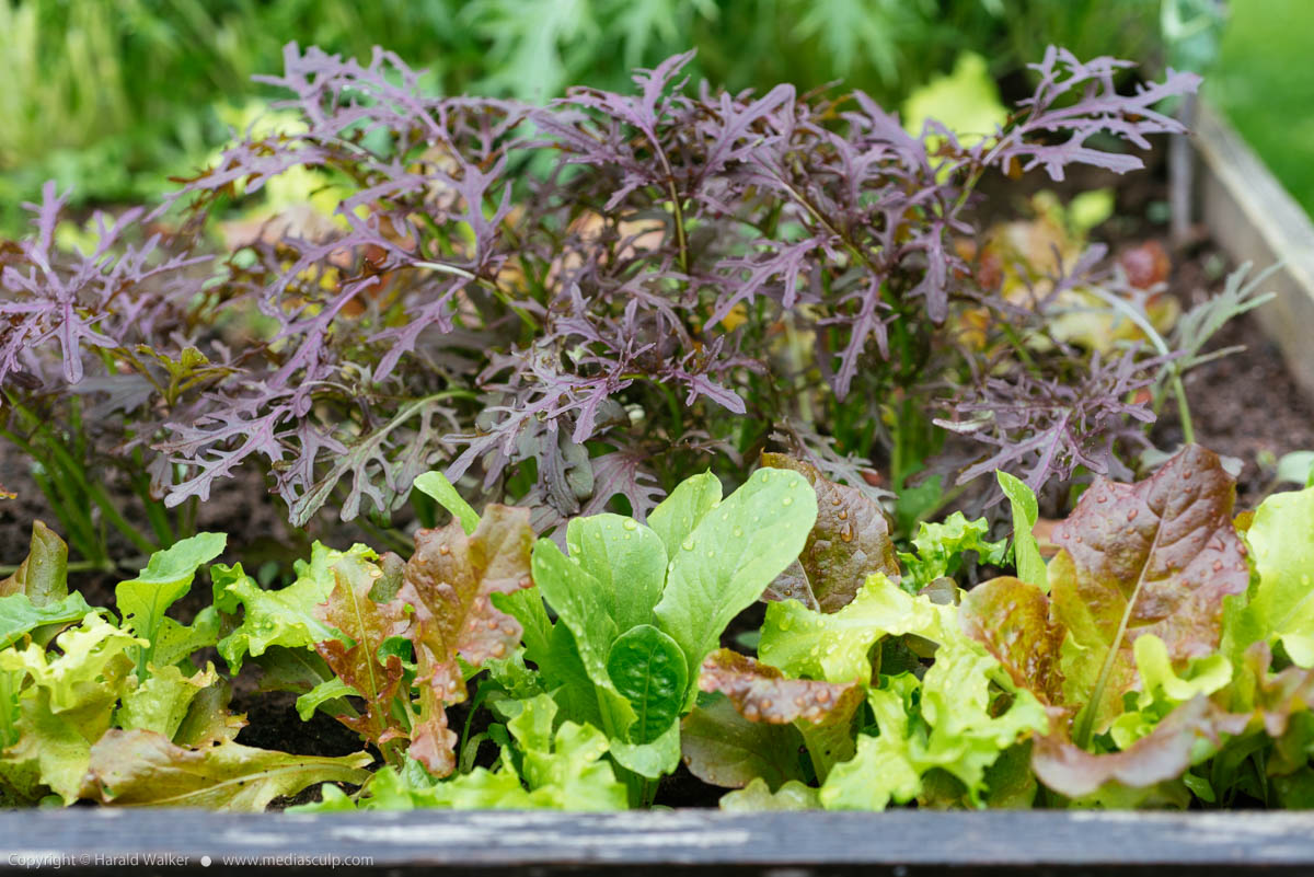 Stock photo of Baby salad greens