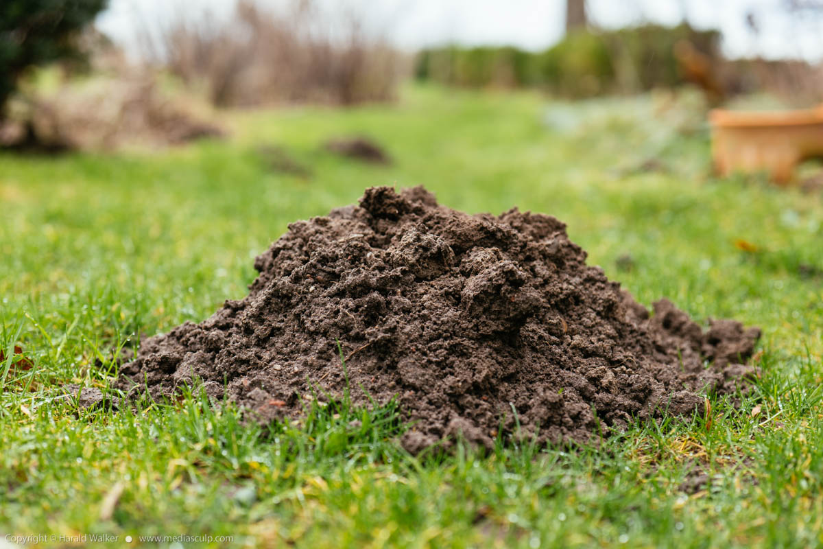 Stock photo of Molehill in lawn