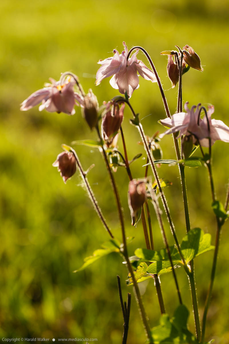 Stock photo of Pale rose colored columbine