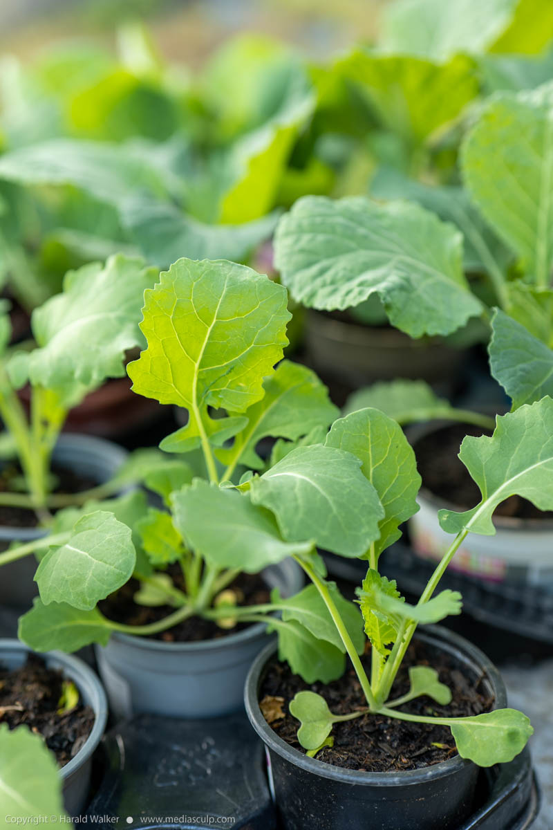 Stock photo of Siberian kale