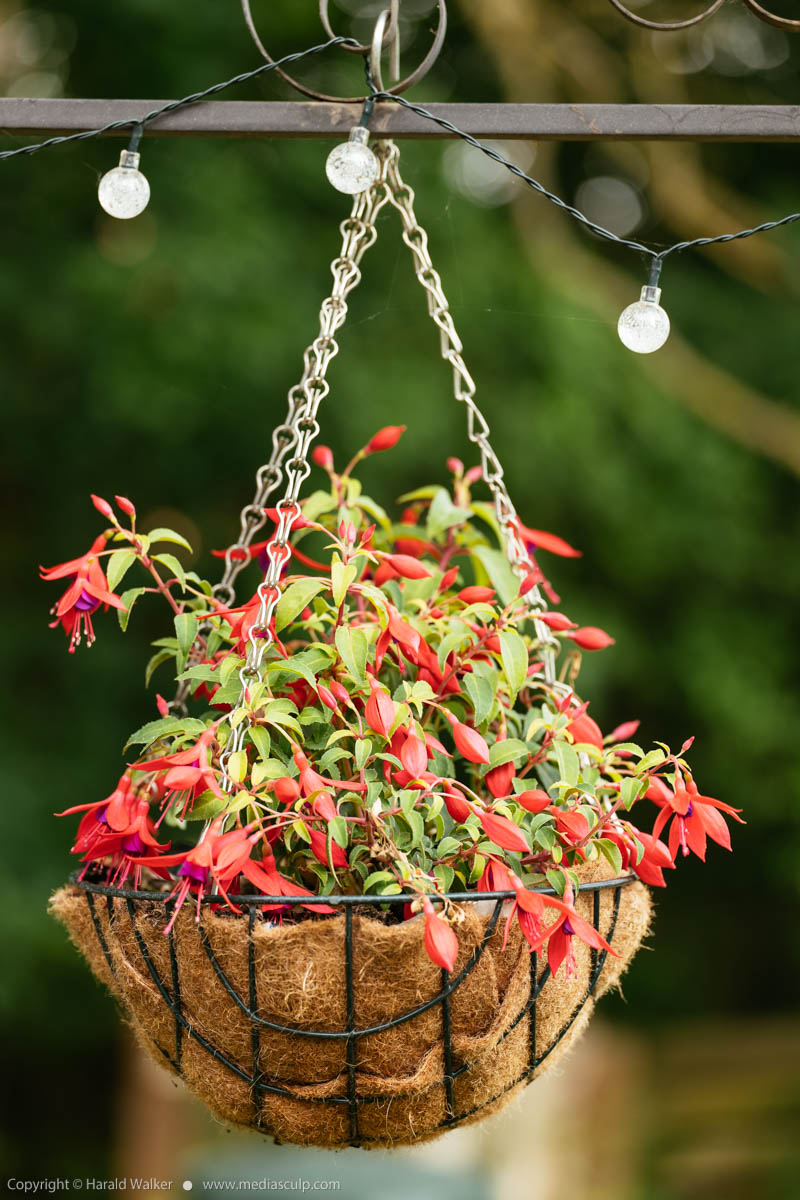 Stock photo of Fuchsia flowers