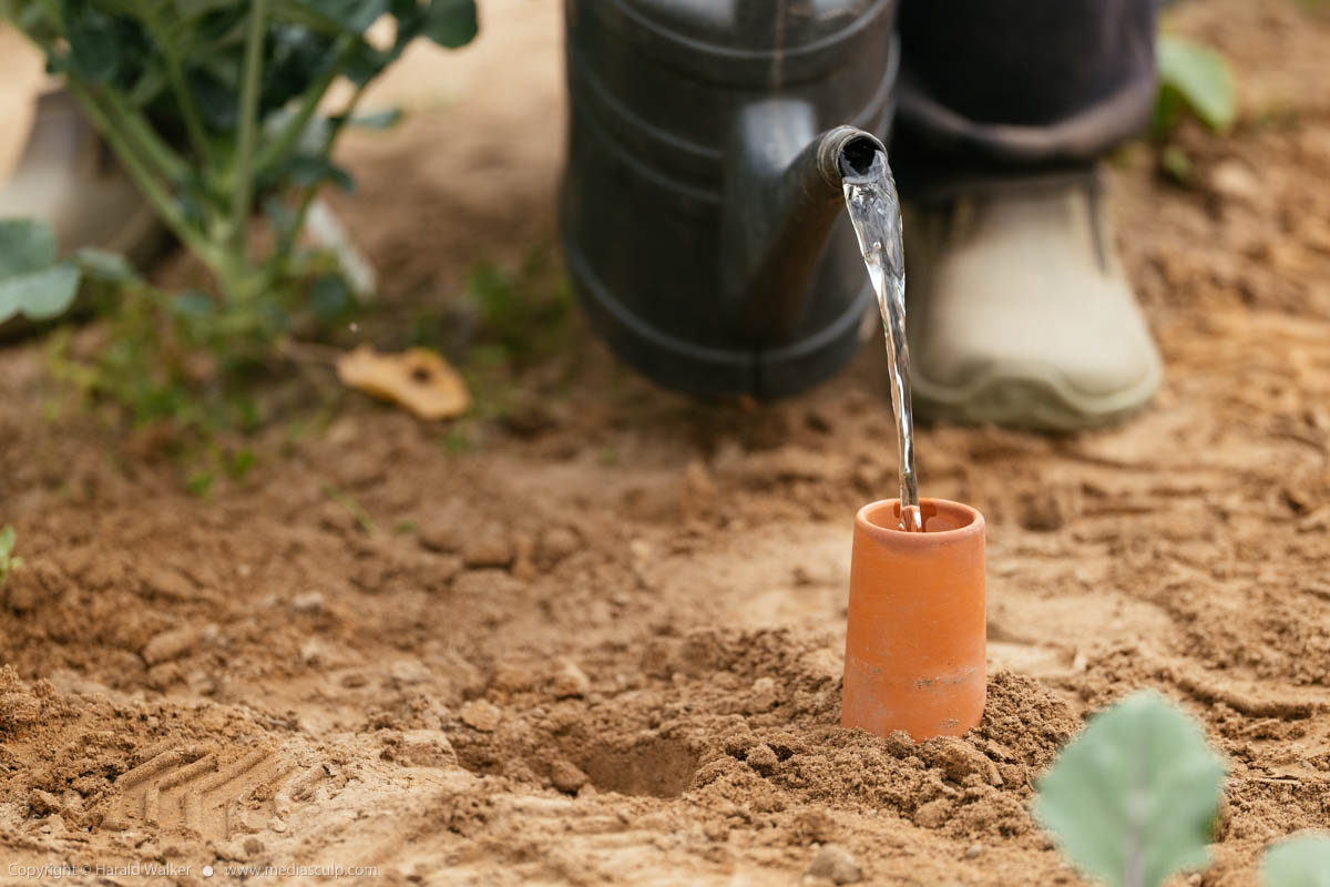 Stock photo of Olla irrigation