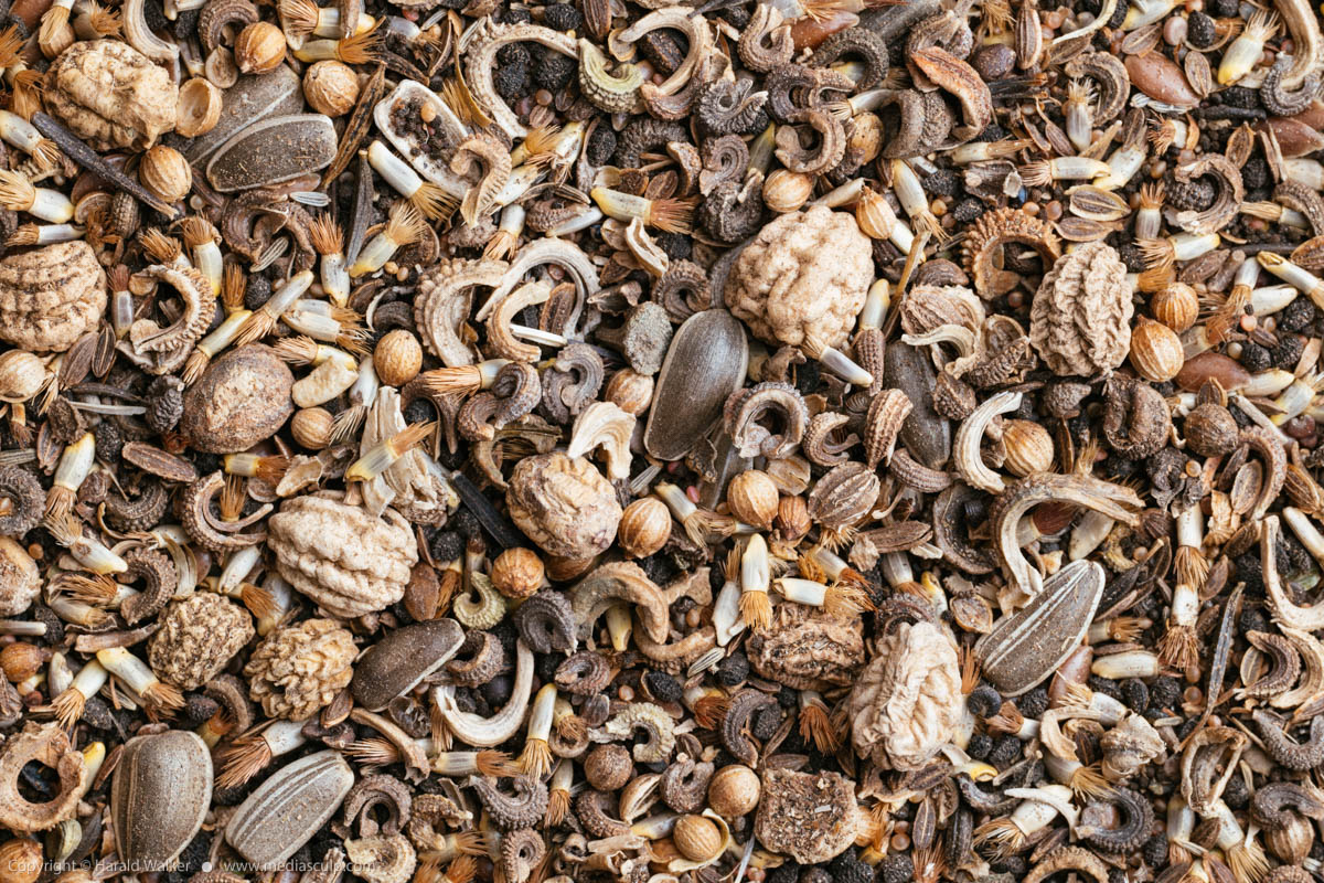 Stock photo of Edible flower seeds