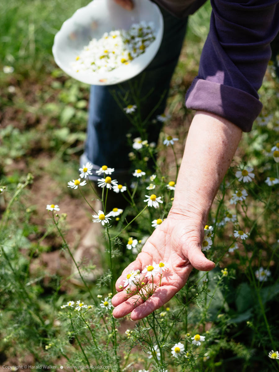 Stock photo of Harvesting chamonile flowers