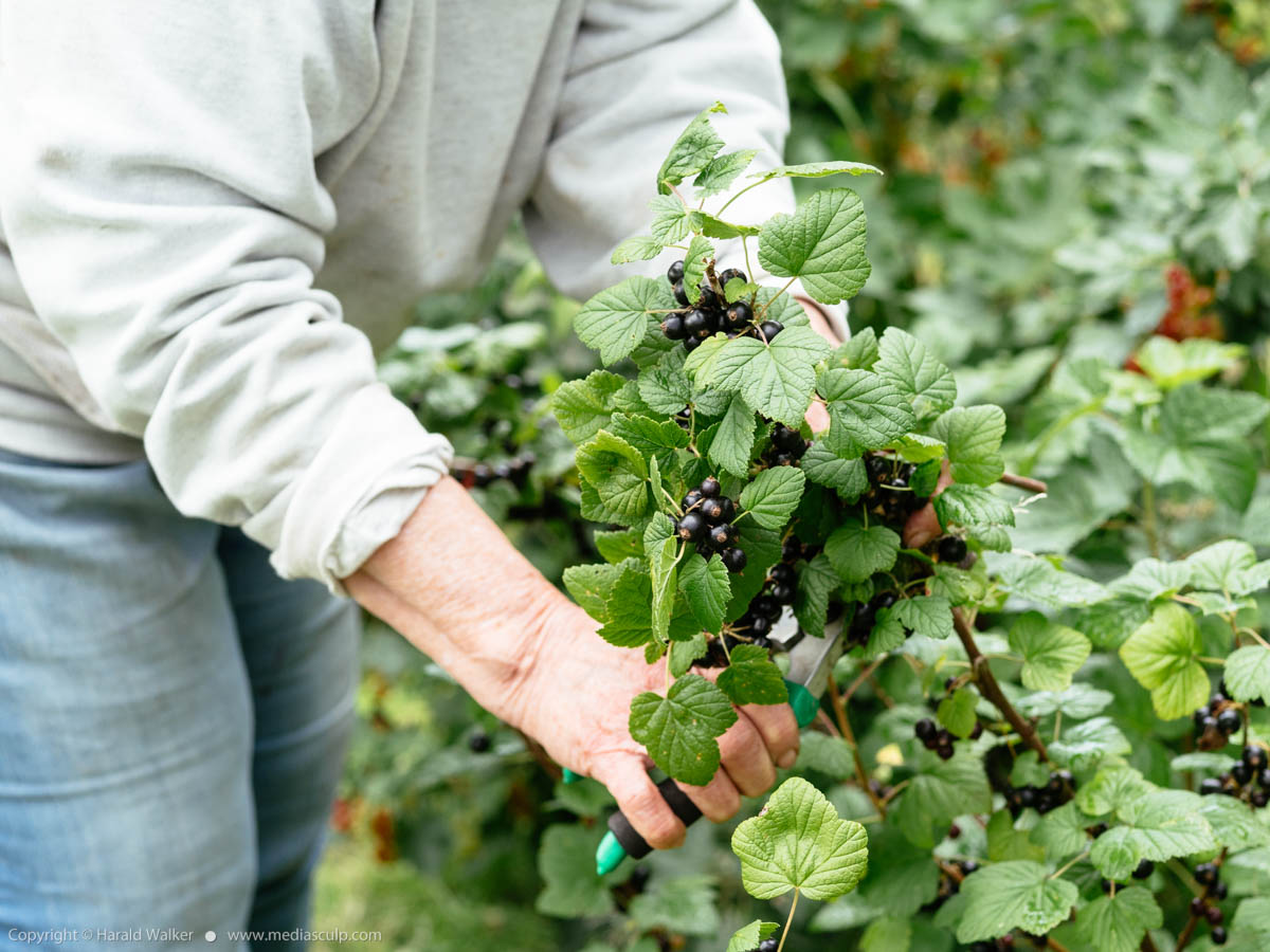 Stock photo of Woman harvesting blackcurrants