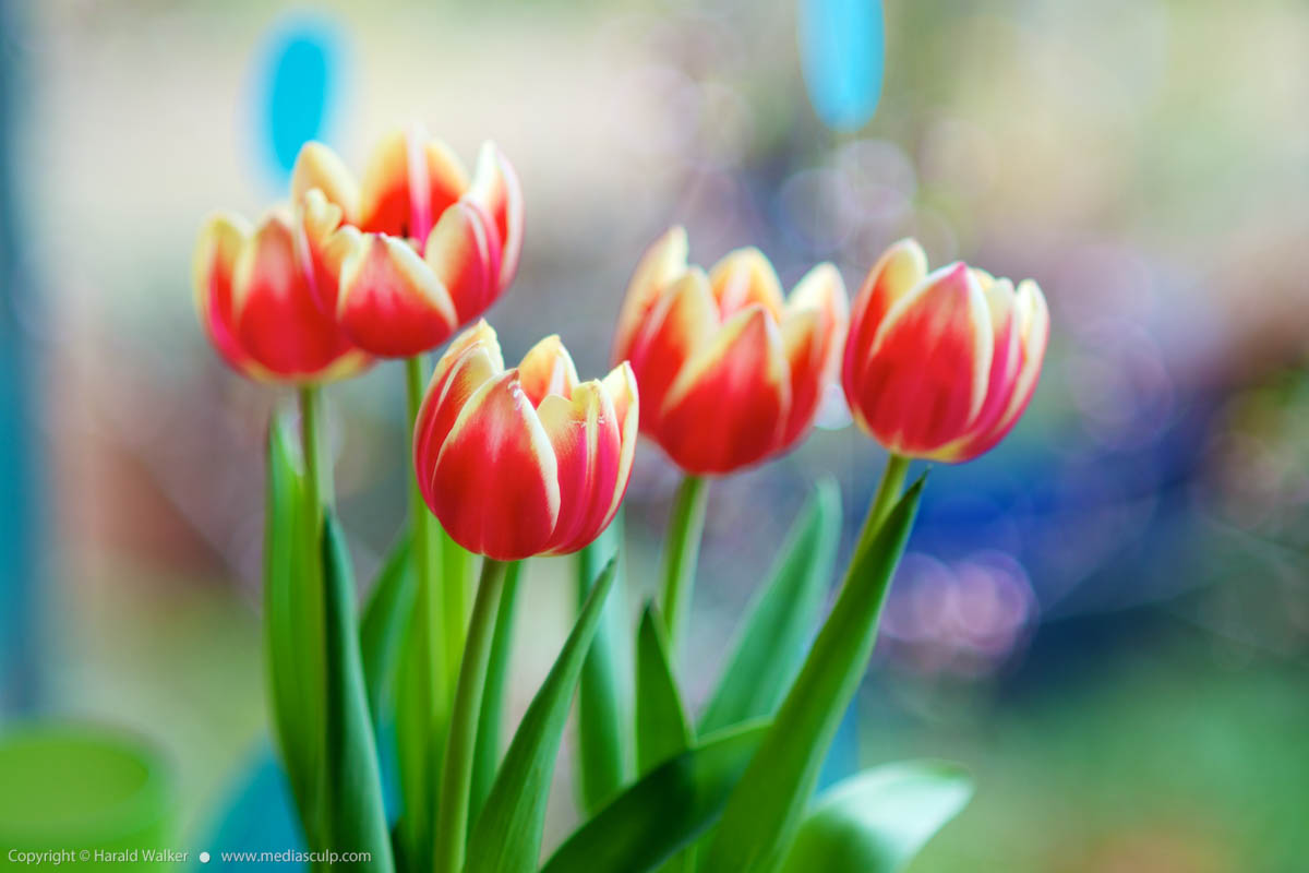 Stock photo of Apeldoorn Elite tulips