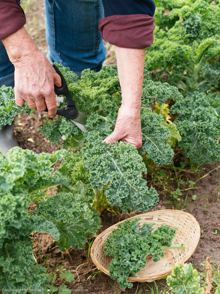 Stock photo of Harvesting kale