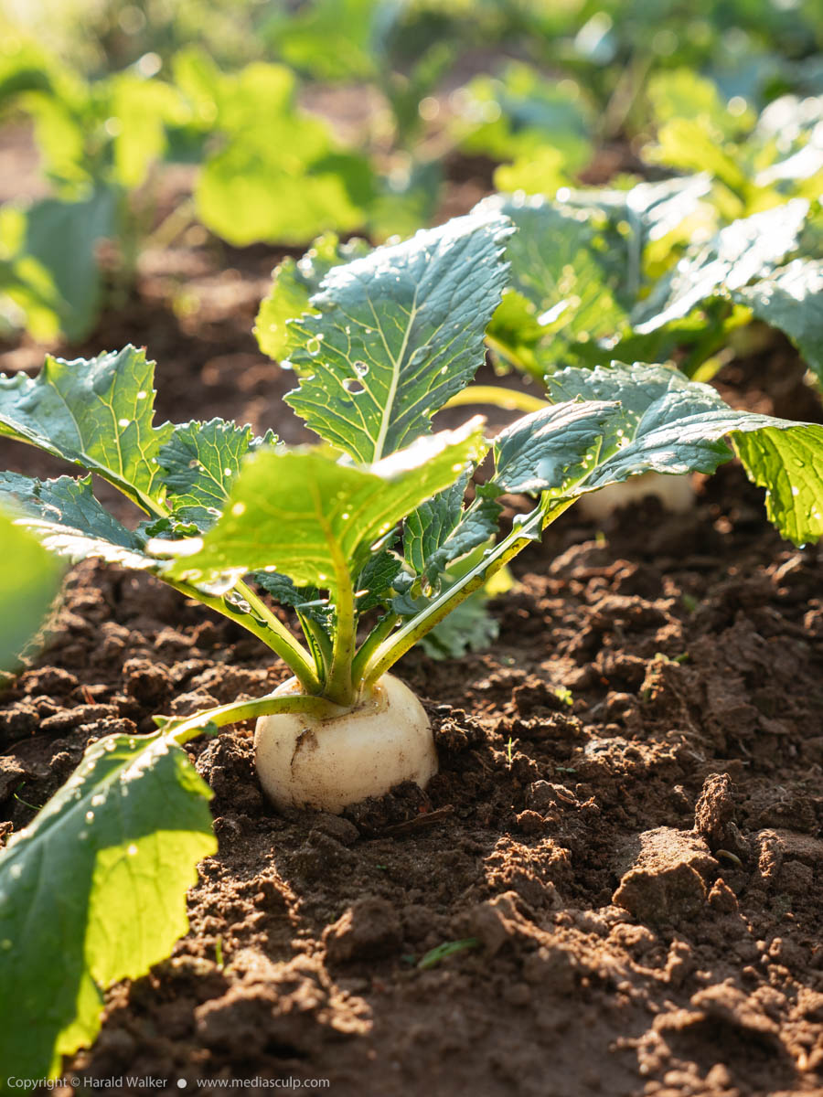 Stock photo of May turnip